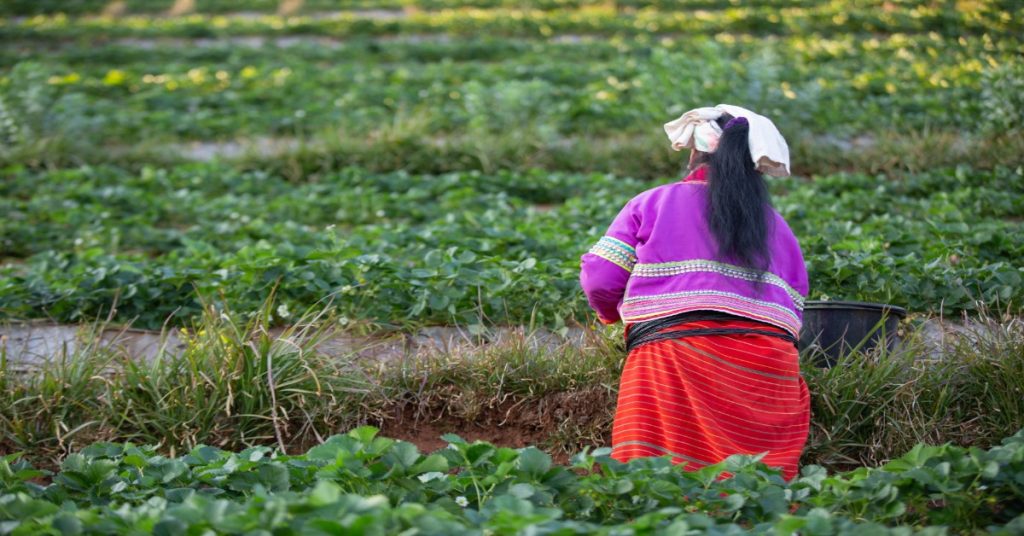 A woman picking strawberries in a field, illustrating villager success story focused on empowering women.